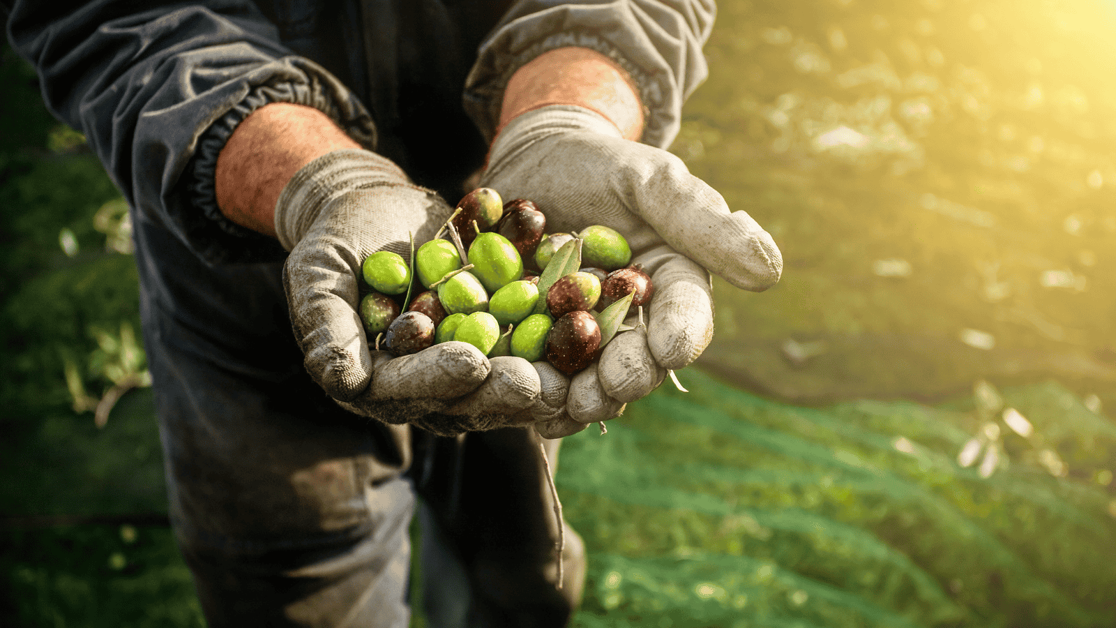 Hands Holding Fresh Olives