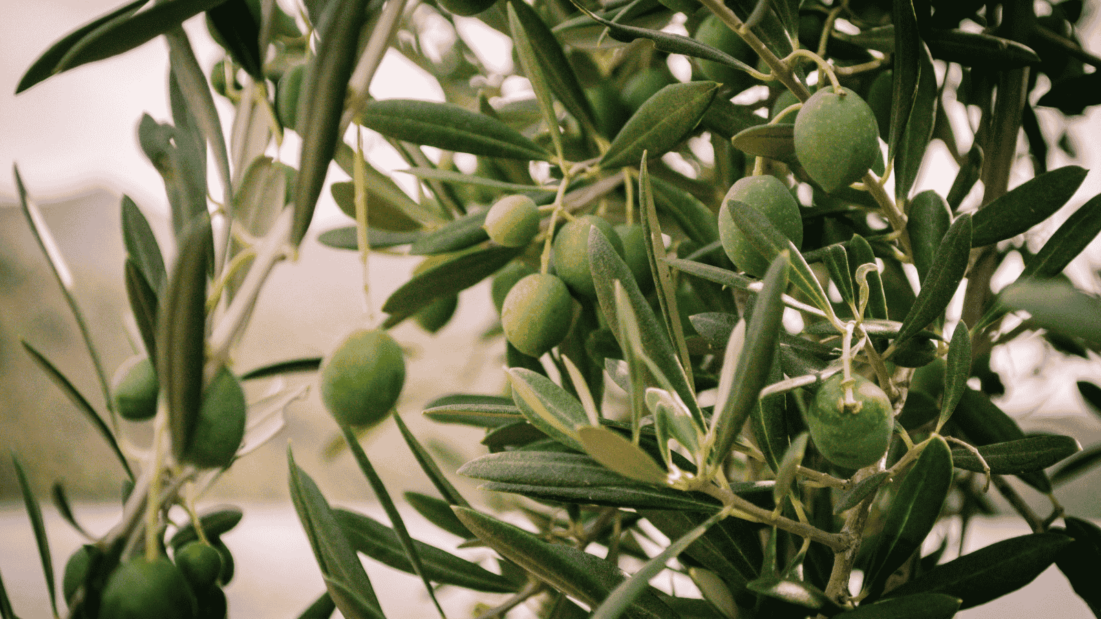 Mediterranean olive groves