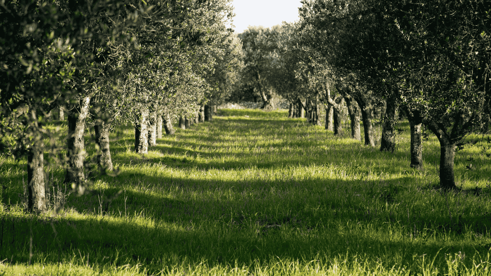 Mediterranean Olive Grove